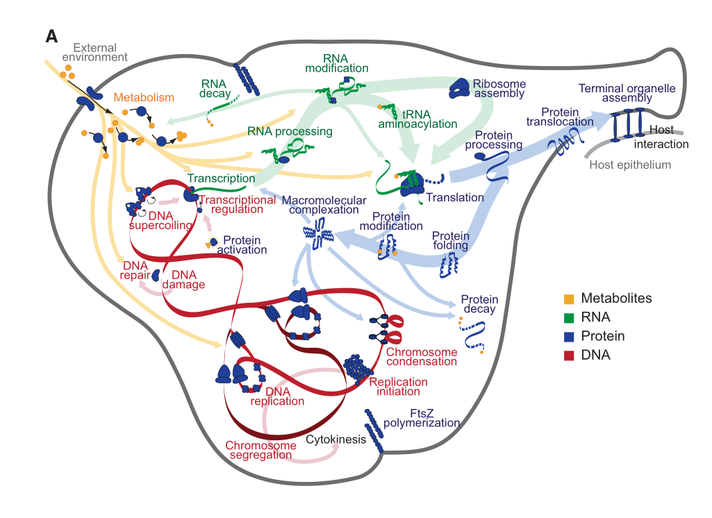 Mycoplasma genitalium